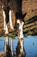 Tennessee Walking Horse Drinking Water