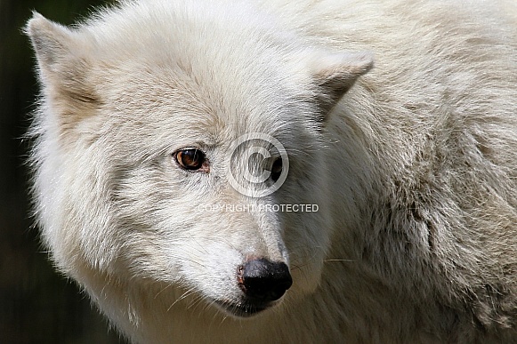 Hudson Bay Wolf