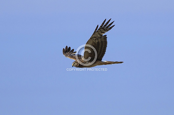 Northern Harrier Hawk