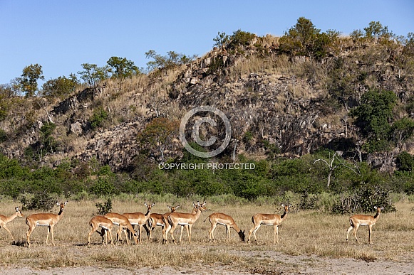 Impala (Aepyceros malampus malampus) Impala (Aepyceros malampus malampus)