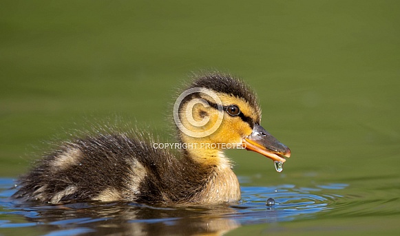 Duckling