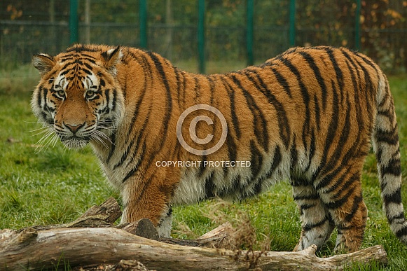 Amur Tiger Standing Looking At Camera Side View