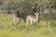 Fallow Deer