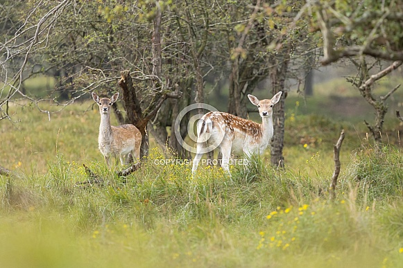 Fallow Deer Fallow Deer