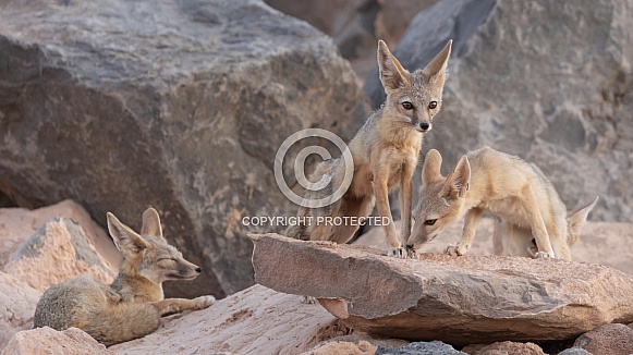 Kit Fox, Vulpes macrotis