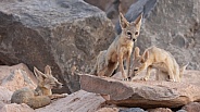 Kit Fox, Vulpes macrotis