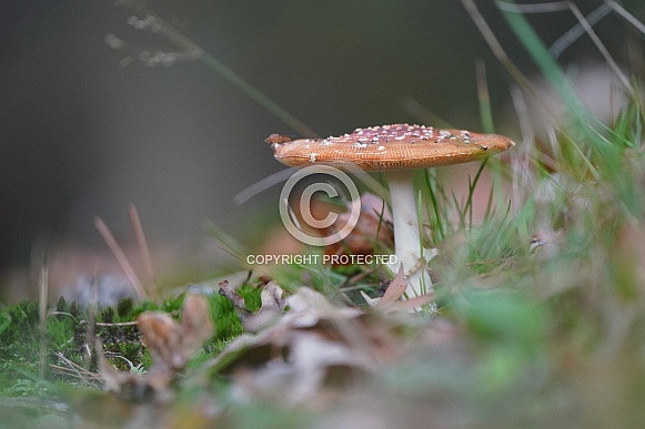 Fly Agaric Fly Agaric