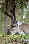 The reindeer or caribou (Rangifer tarandus)