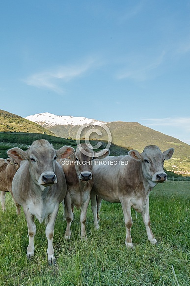 Dutch Cows