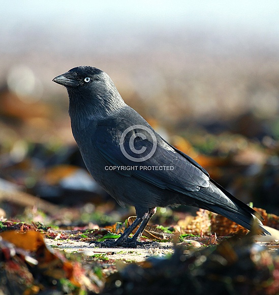 Jackdaw Jackdaw