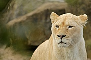 African white lioness