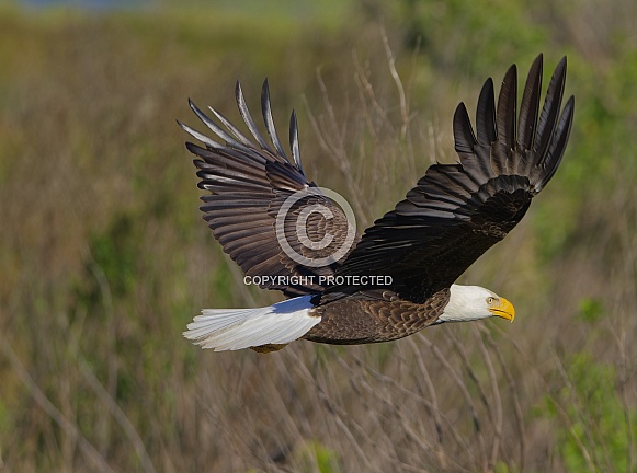 Bald Eagle