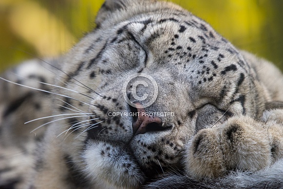 Sleeping snow leopard Sleeping snow leopard