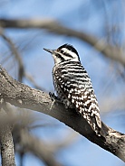 Female Ladder-backed Woodpecker
