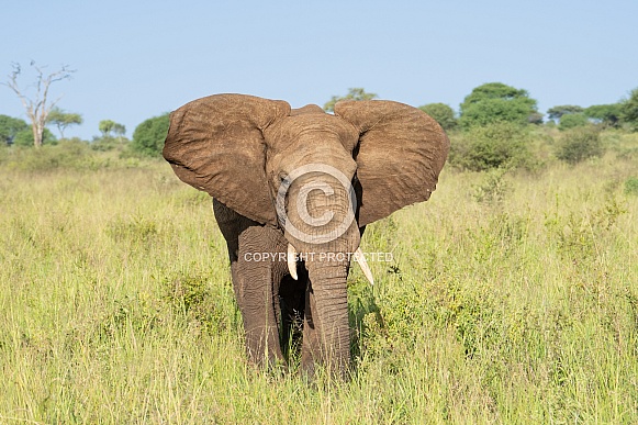 Bull elephant in the grass