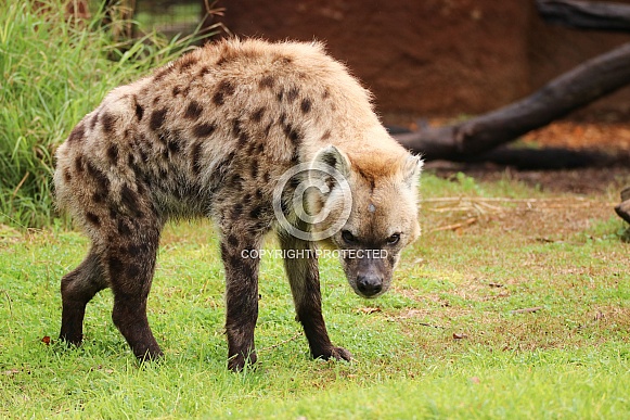 Spotted Hyena