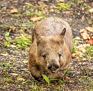 Adorable wombat marsupial