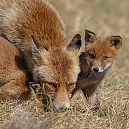 Red fox cubs