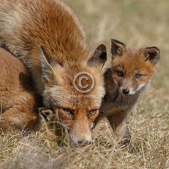 Red fox cubs
