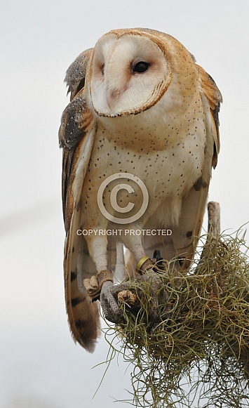 Barn Owl