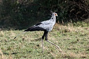 Secretary Bird