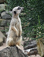 Meerkat looking up