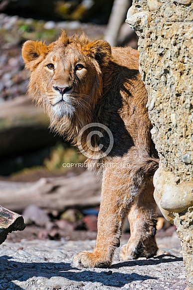 Lioness