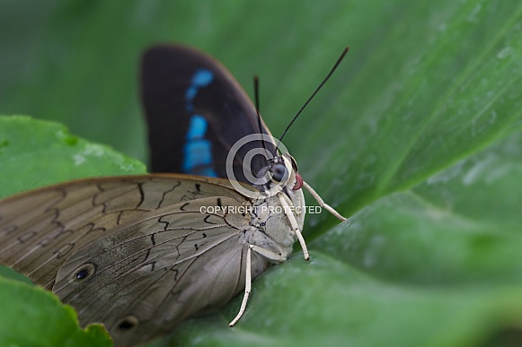 White-spotted Prepona Butterfly