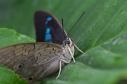 White-spotted Prepona Butterfly