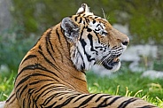 Tiger profile