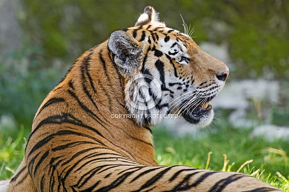 Tiger profile