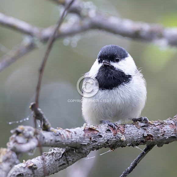 Black-capped Chickadee Perched in a Tree
