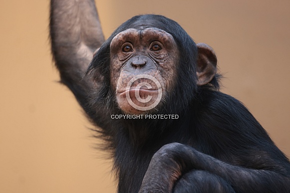 Chimpanzee (Pan troglodytes)