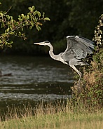 Grey Heron in Flight