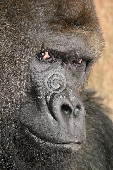 western lowland gorilla
