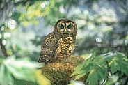 Northern Spotted Owl (Strix occidentalis caurina)