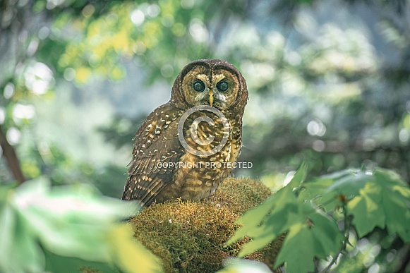 Northern Spotted Owl (Strix occidentalis caurina) Northern Spotted Owl (Strix occidentalis caurina)