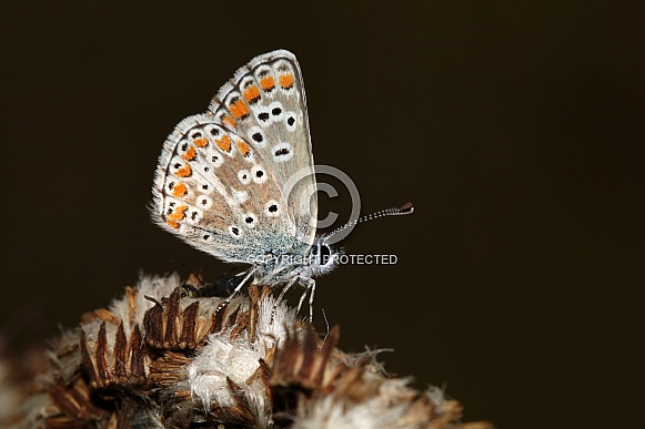 Brown argus butterfly