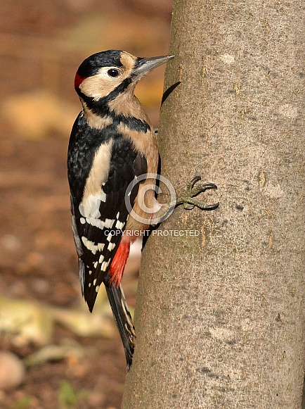 Great Spotted Woodpecker