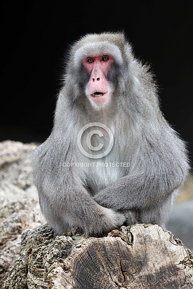 Japanese Macaque (Macaca Fuscata) Japanese Macaque (Macaca Fuscata)