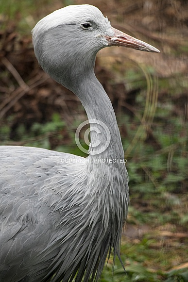 Stanley Crane Stanley Crane