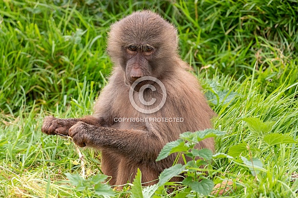 Hamadryas Baboon Sitting In The Grass Hamadryas Baboon Sitting In The Grass