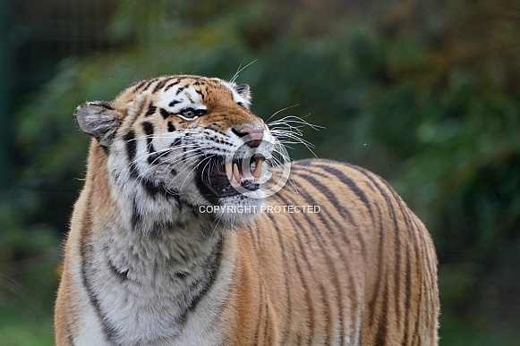 Siberian Tiger