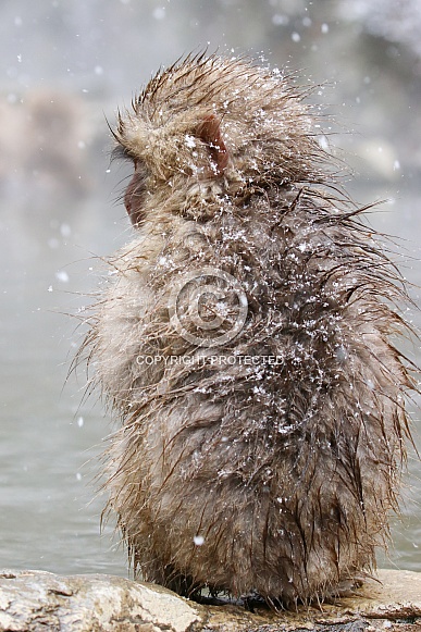 Snow monkey (Japanese Macaque)