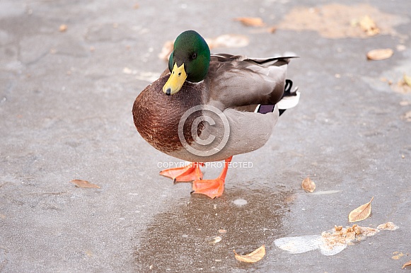 Duck Duck