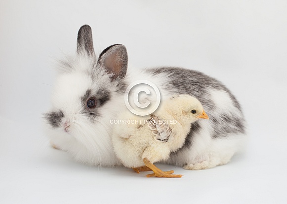 Gallus gallus, domestic chicken, Oryctolagus cuniculus, domestic rabbit