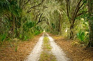Rugged dirt sand path passing through remote peaceful quiet natural habitat in old southern rural hidden North Florida.  State tree sabal palm with live oak and spanish moss completely covering road