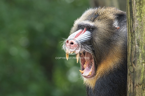 Mandrill