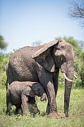 African Elephant With Calf (wild)