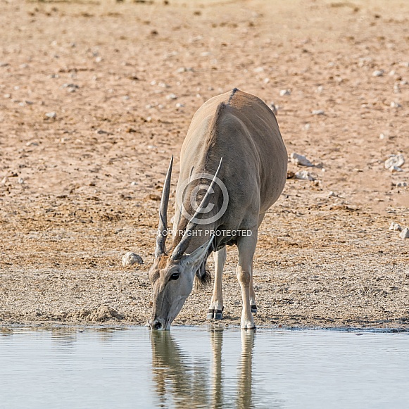 Eland Bull